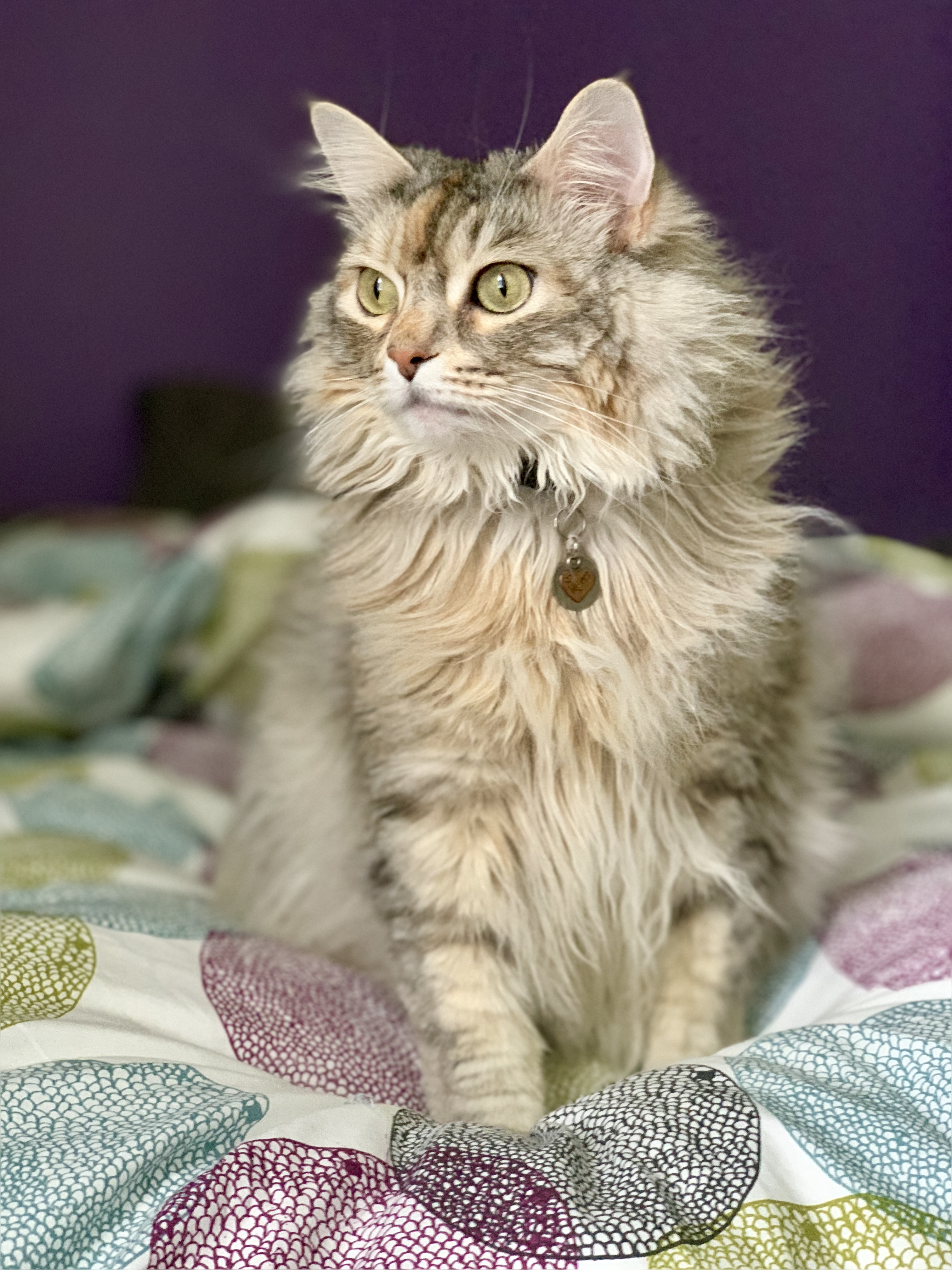 Cat photo